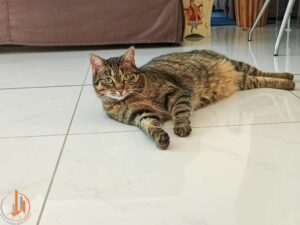 Hauskatze